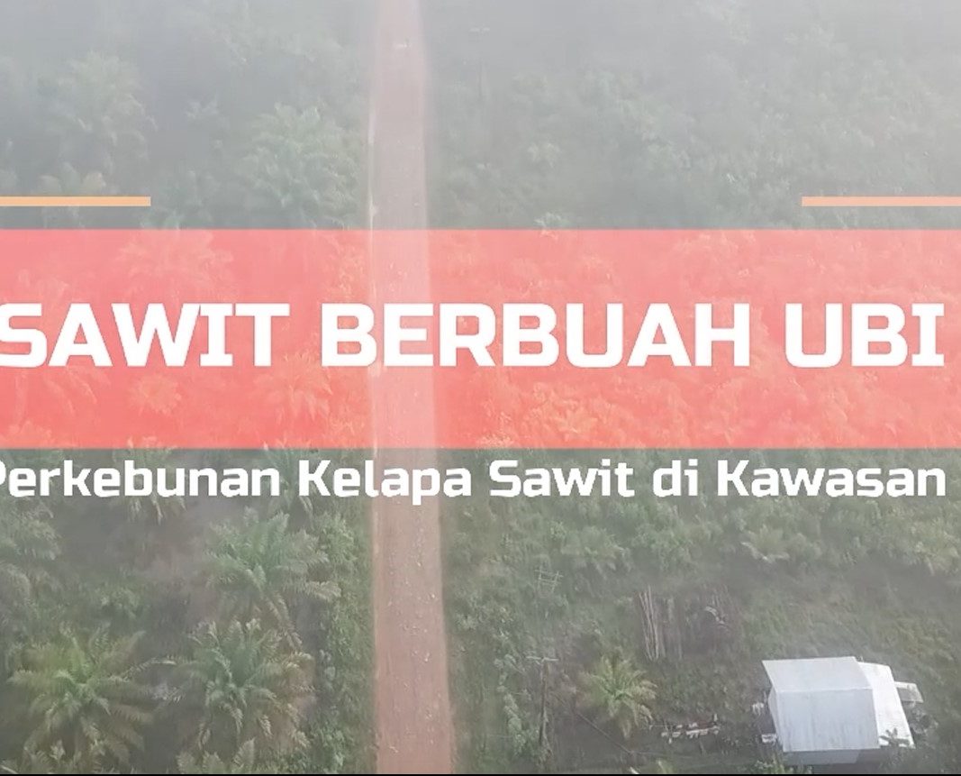 Sawit Berbuah Ubi | Studi Perkebunan Kelapa Sawit di Kawasan Hutan